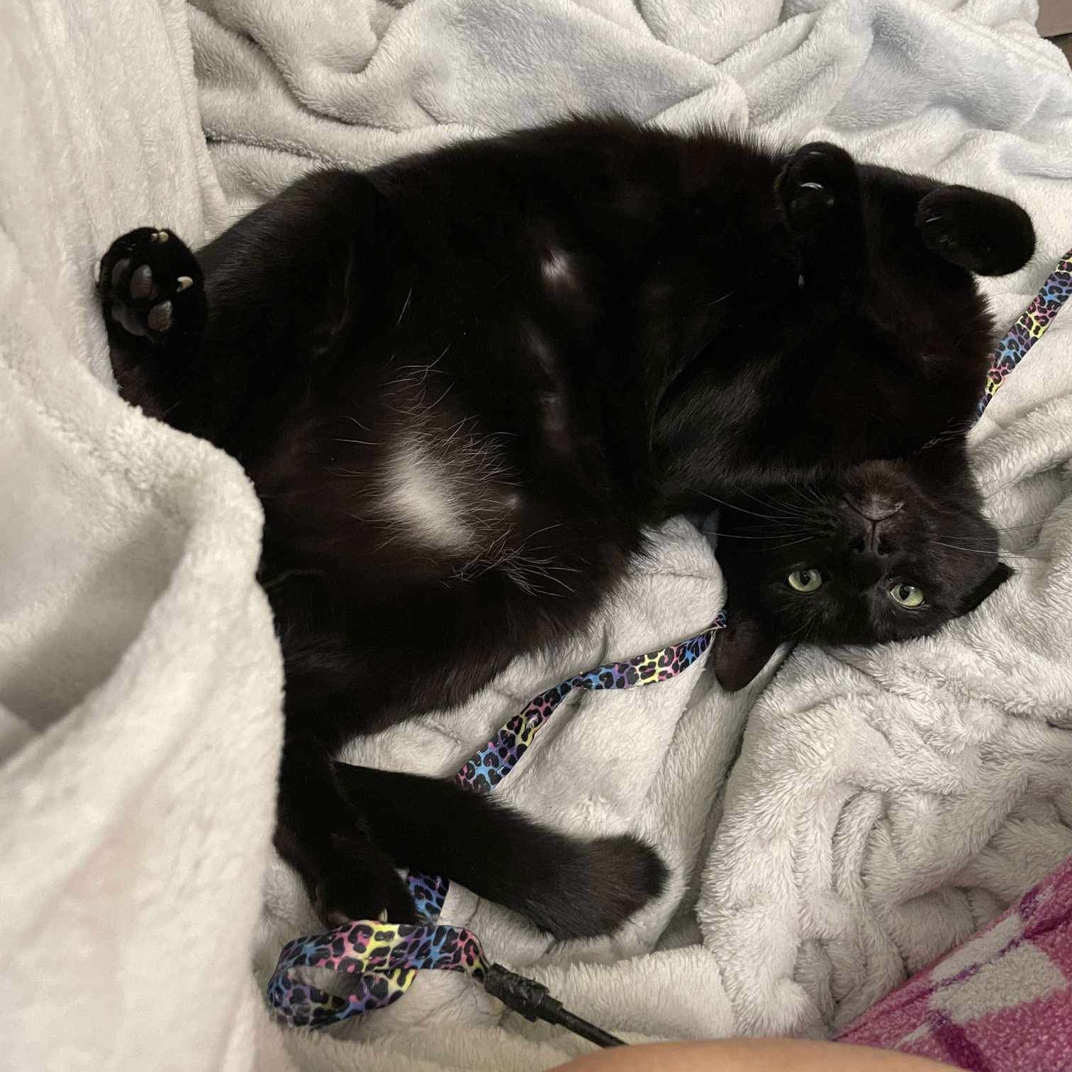 Berlioz, a Adoptable Domestic Short Hair in Manchester, CT image 4/6