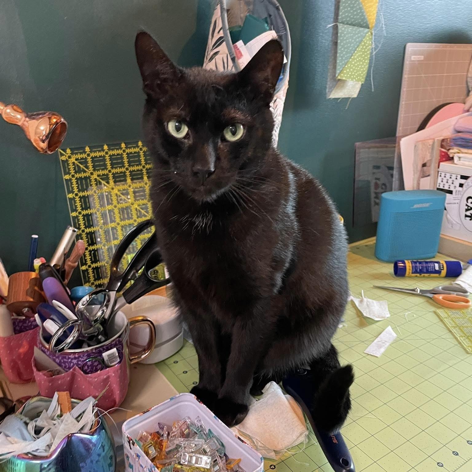Berlioz, a Adoptable Domestic Short Hair in Manchester, CT image 1/6