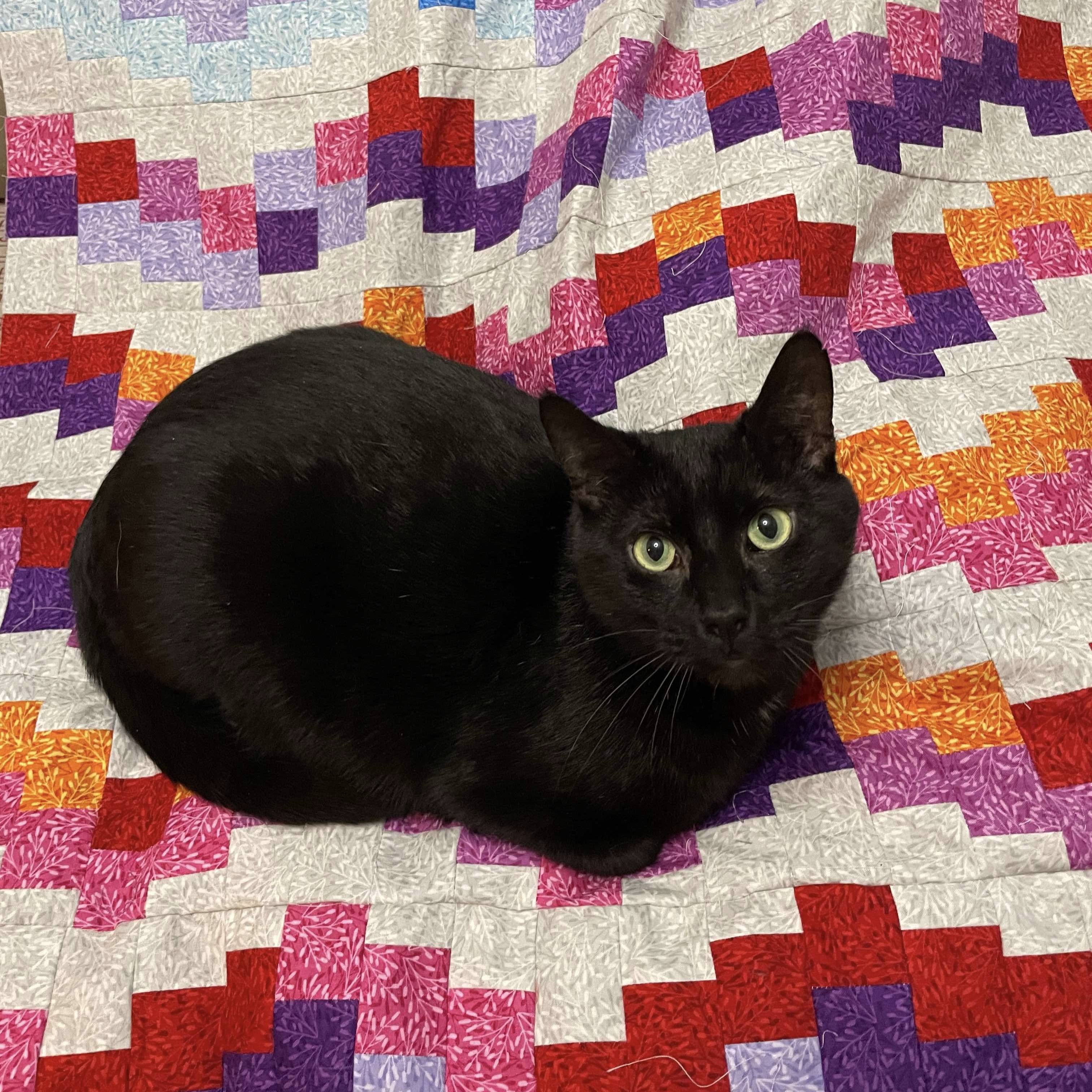 Berlioz, a Adoptable Domestic Short Hair in Manchester, CT image 3/6