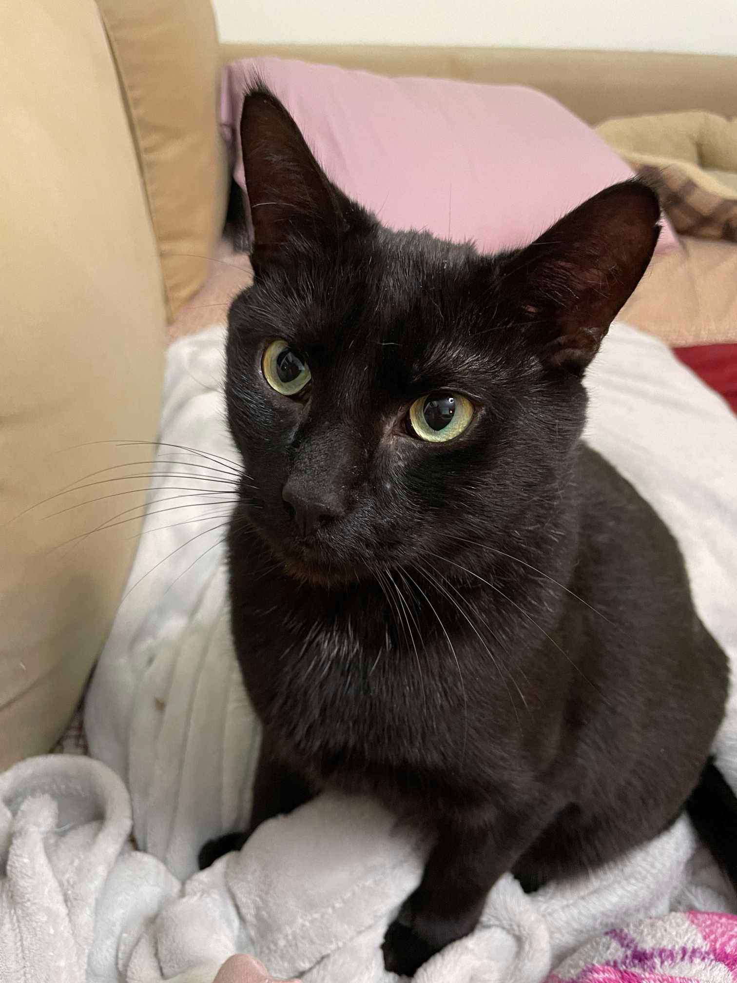 Berlioz, a Adoptable Domestic Short Hair in Manchester, CT image 2/6