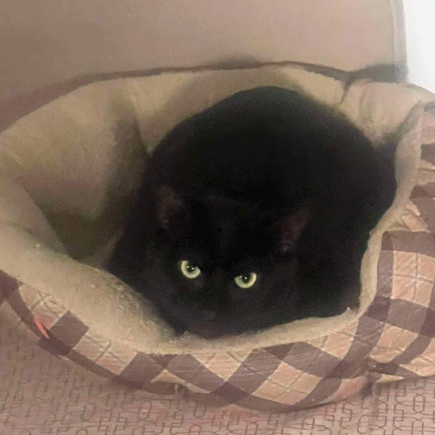 Berlioz, a Adoptable Domestic Short Hair in Manchester, CT image 5/6