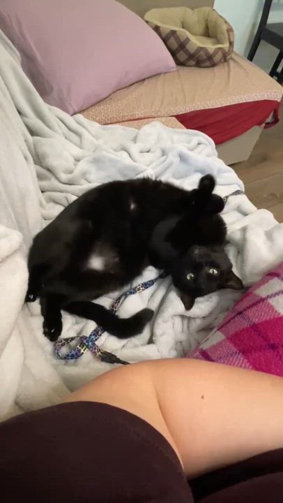 Enlarge Berlioz, a Adoptable Domestic Short Hair in Manchester, CT video 6/6