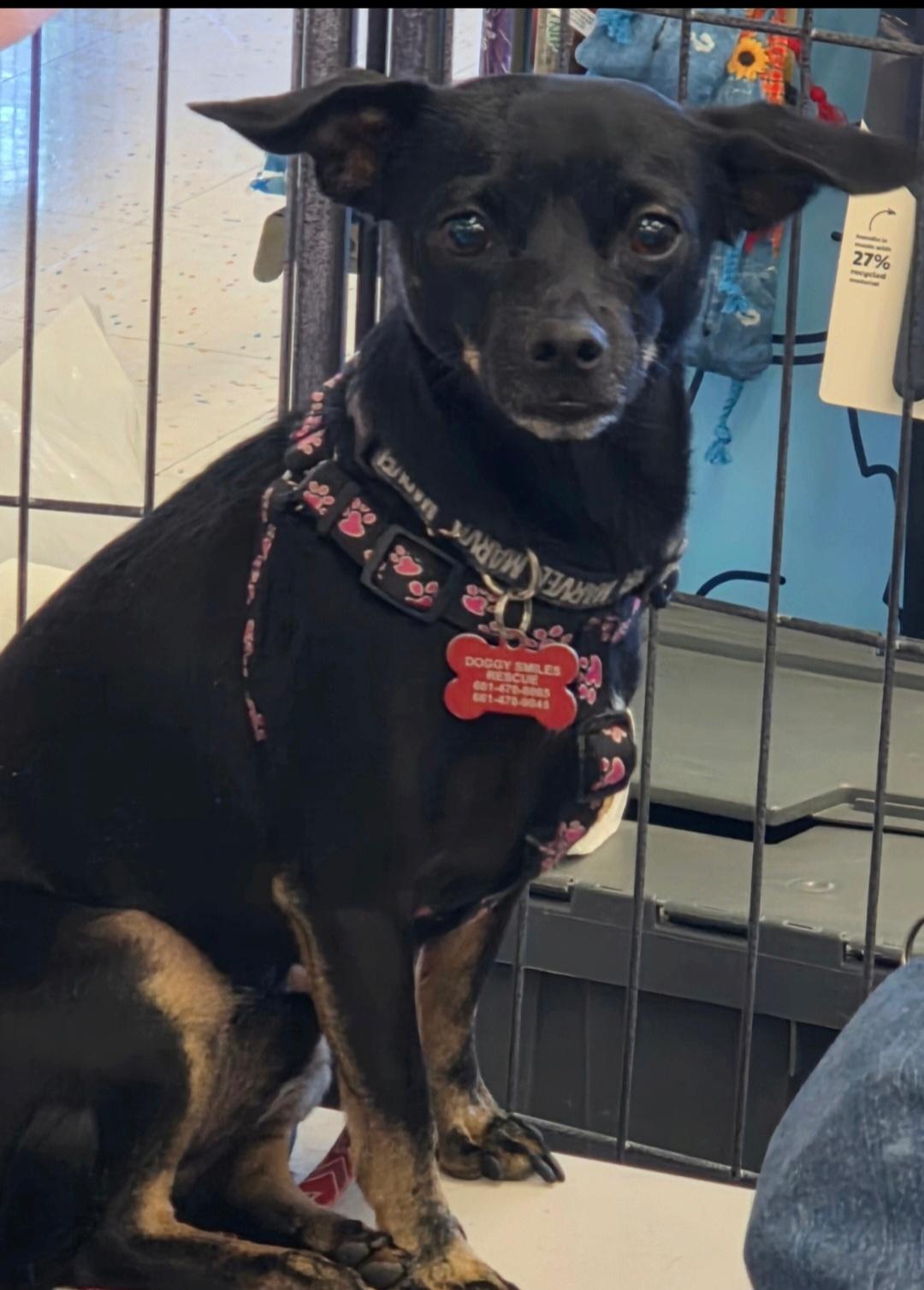 Bear, Adoptable, Adult Male Miniature Pinscher & Chihuahua.