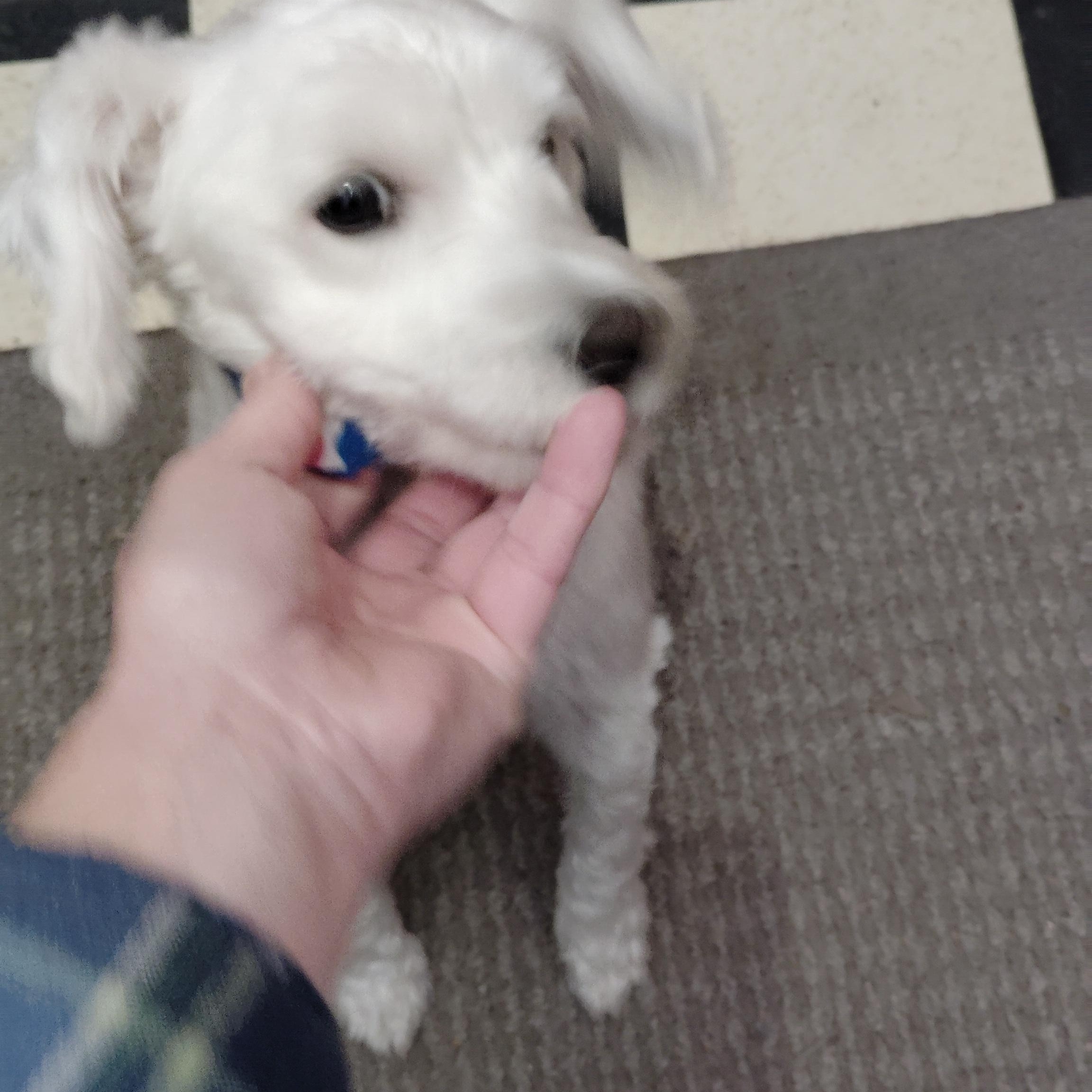 Star, a Adopted mixed breed in Woodstock, CT image 1/2