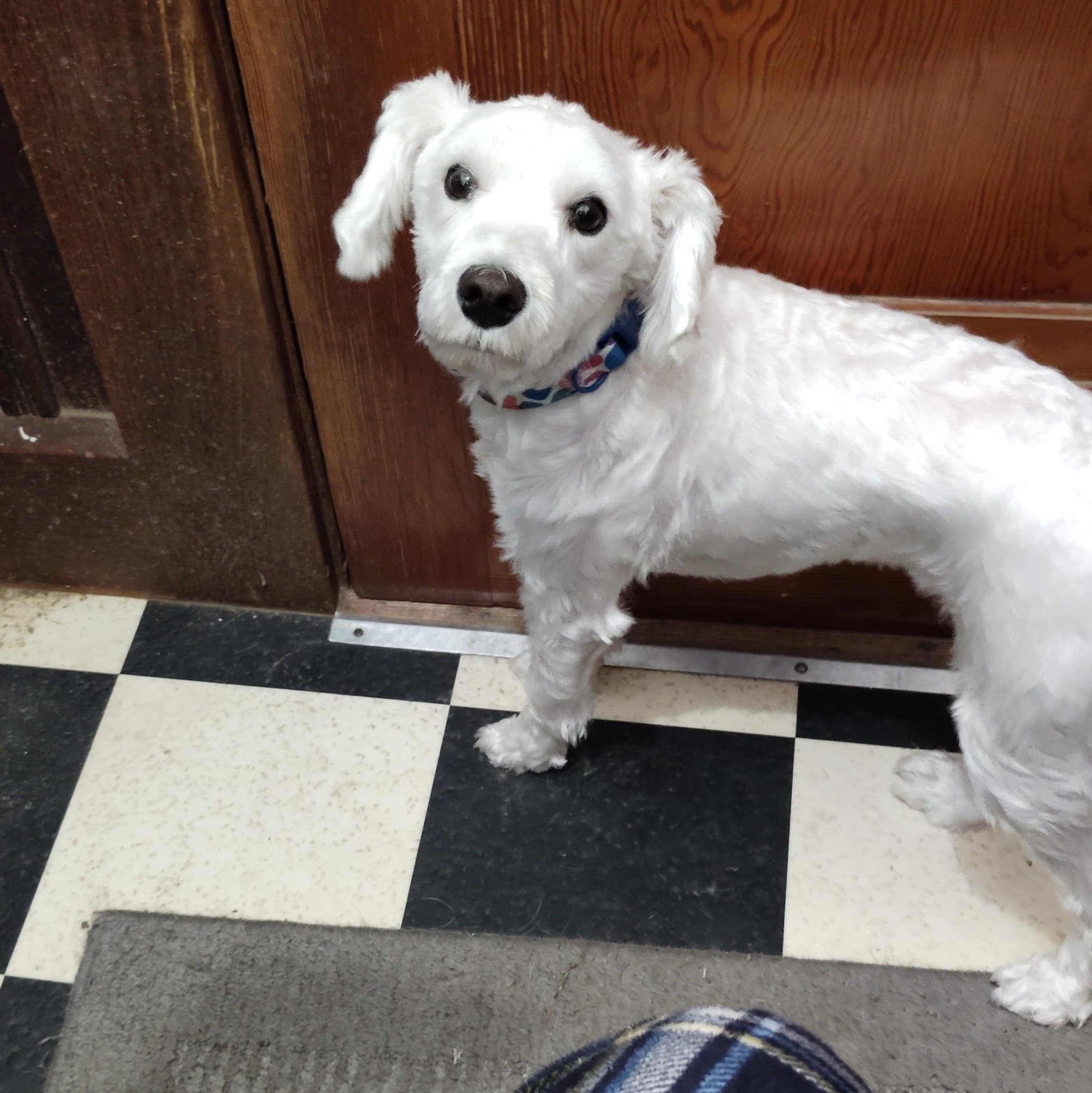 Star, Adopted, Young Female Miniature Schnauzer & Miniature Poodle.