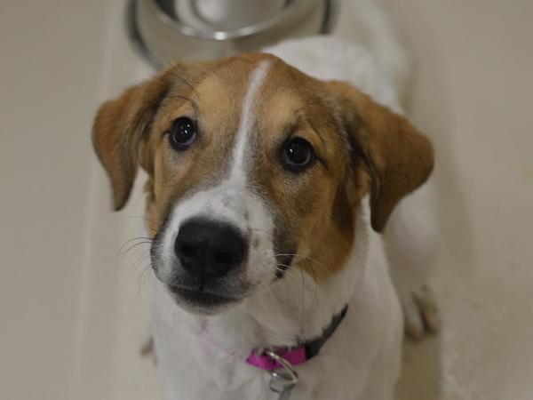 Enlarge Ella, a Adoptable mixed breed in Portland, OR image 2/2