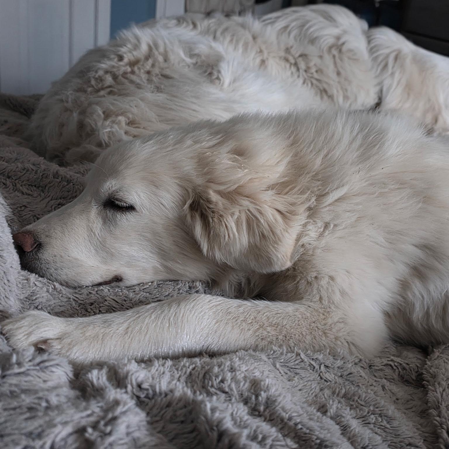 Enlarge Yuki, a ADOPTABLE mixed breed in Olathe, KS image 2/6