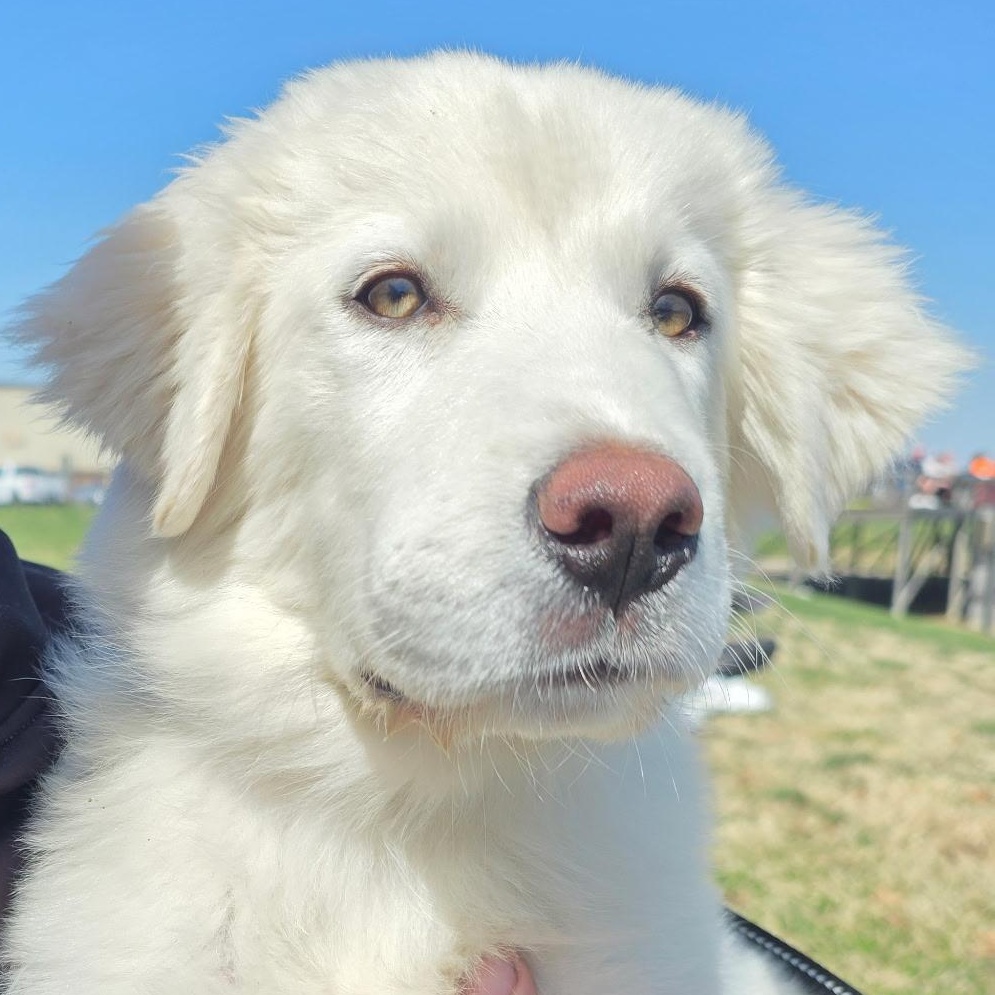 Enlarge Yuki, a ADOPTABLE mixed breed in Olathe, KS image 5/6