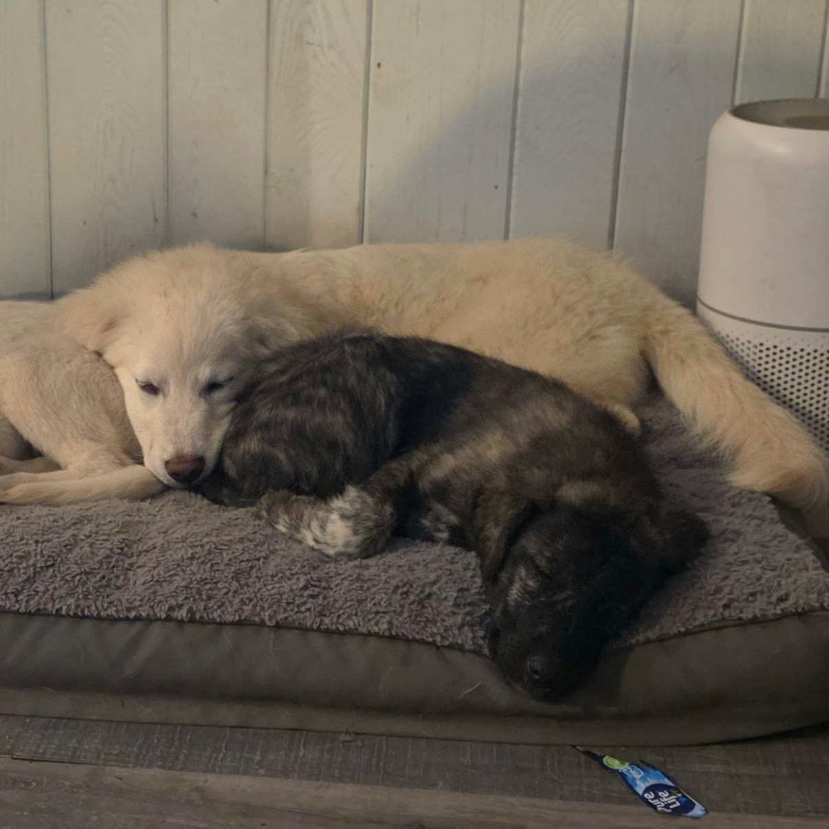 Enlarge Yuki, a ADOPTABLE mixed breed in Olathe, KS image 6/6