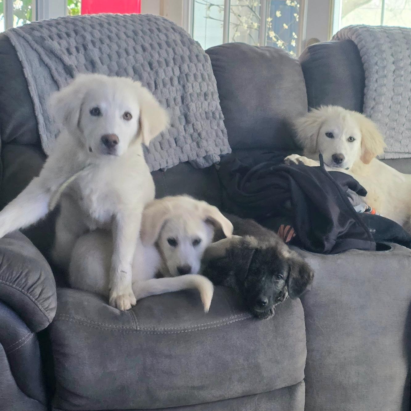 Enlarge Yuki, a ADOPTABLE mixed breed in Olathe, KS image 4/6