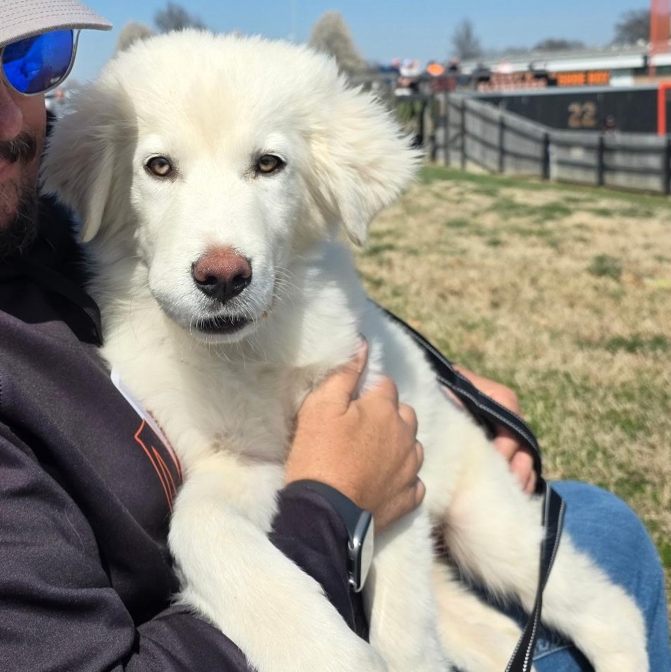 Enlarge Yuki, a ADOPTABLE mixed breed in Olathe, KS image 3/6