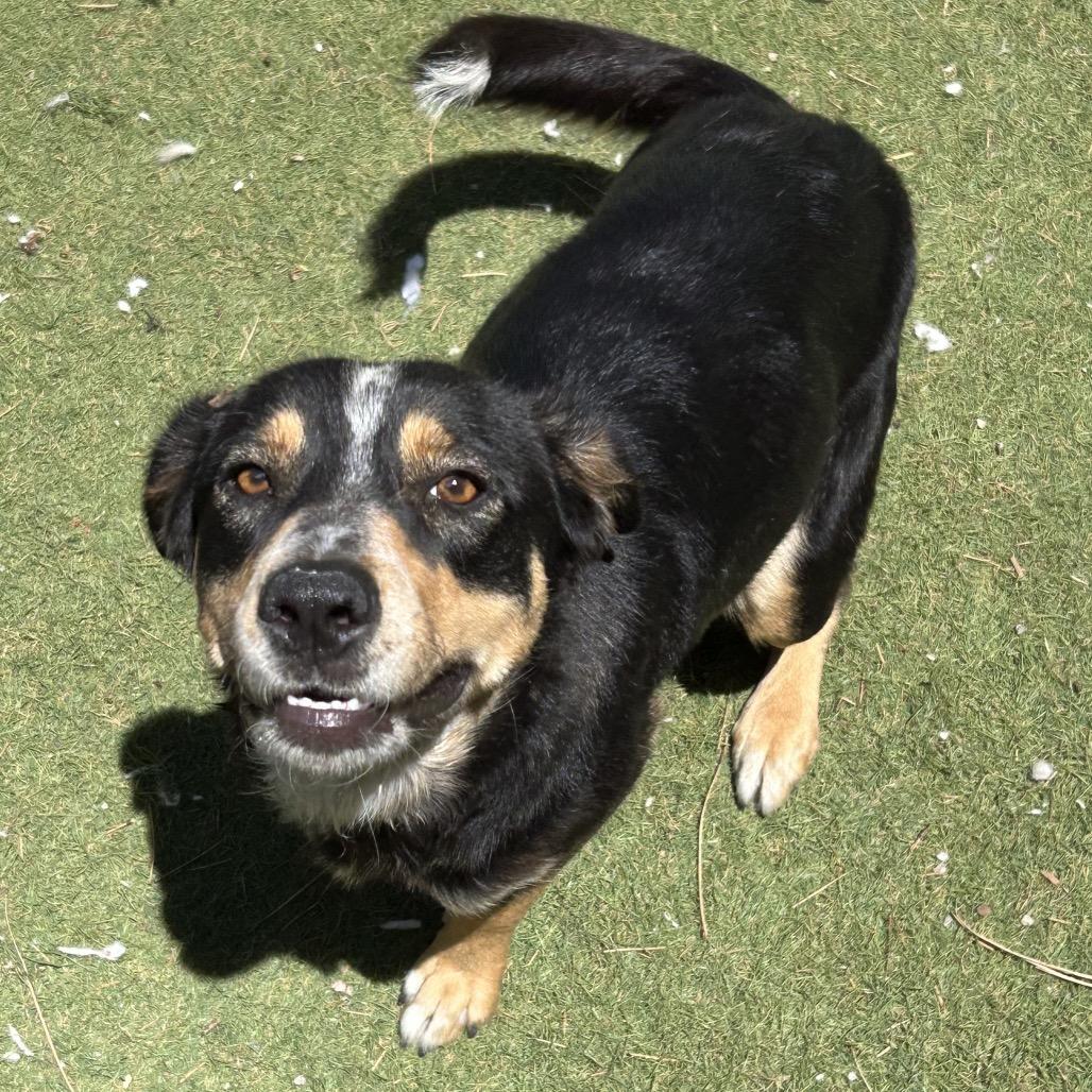 Enlarge Bella - in foster!, a Adoptable mixed breed in Flagstaff, AZ image 1/6