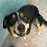 Enlarge Bella - in foster!, a Adoptable mixed breed in Flagstaff, AZ image 2/6