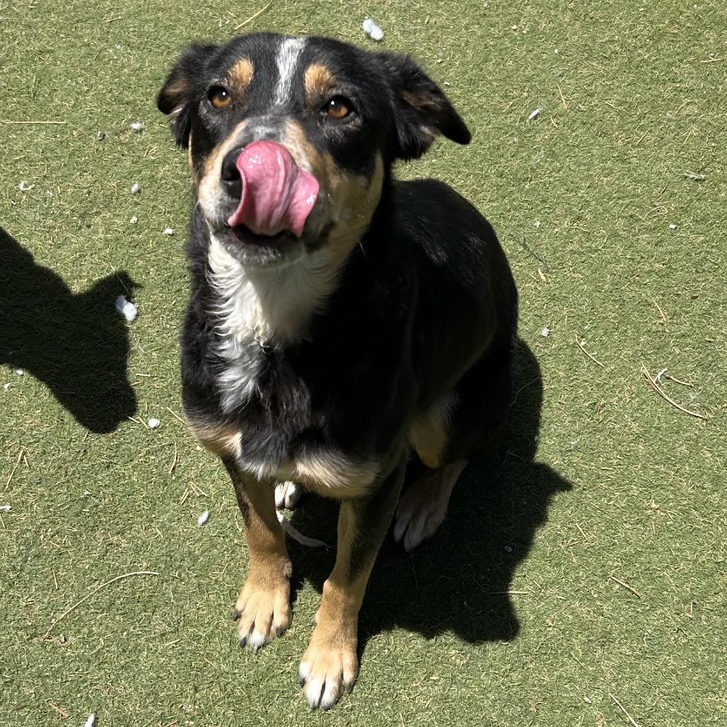 Enlarge Bella - in foster!, a Adoptable mixed breed in Flagstaff, AZ image 3/6