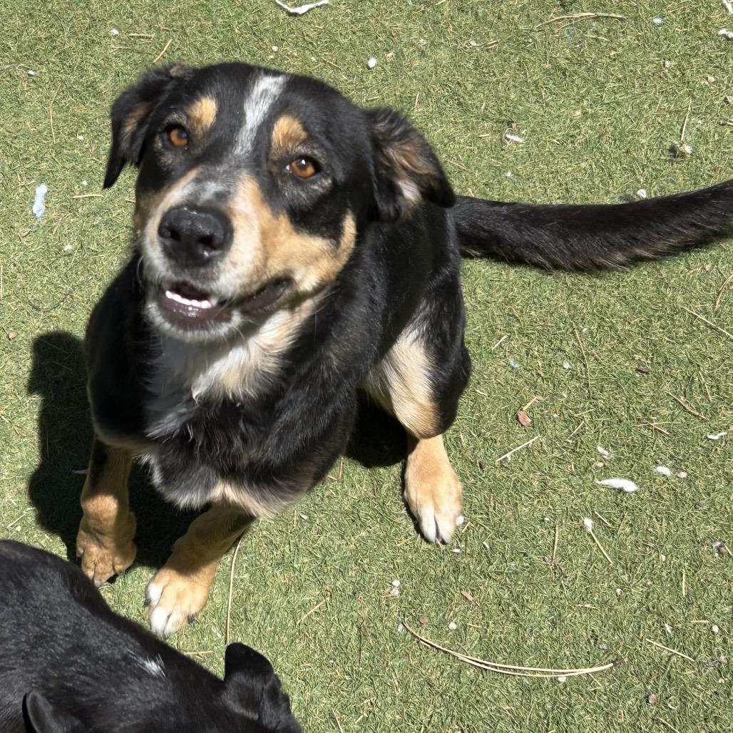 Enlarge Bella - in foster!, a Adoptable mixed breed in Flagstaff, AZ image 4/6