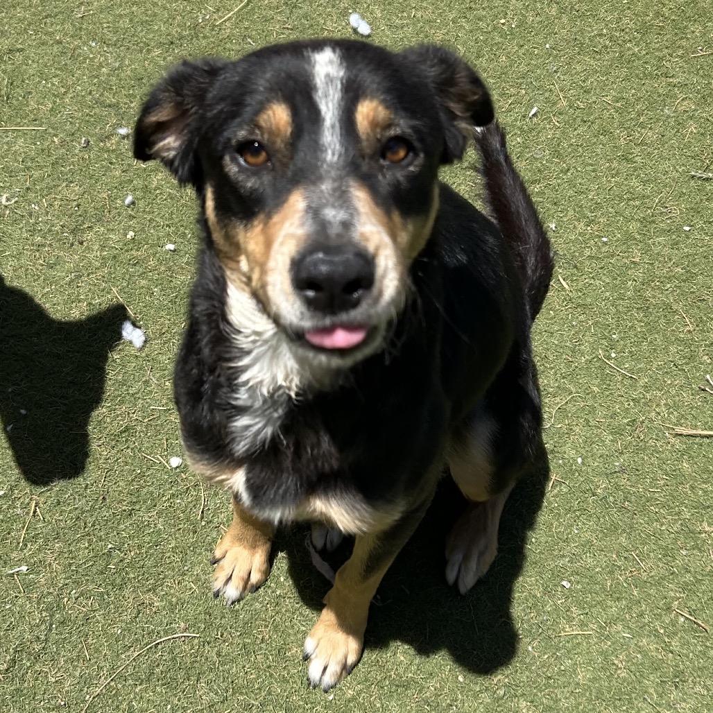 Enlarge Bella - in foster!, a Adoptable mixed breed in Flagstaff, AZ image 5/6