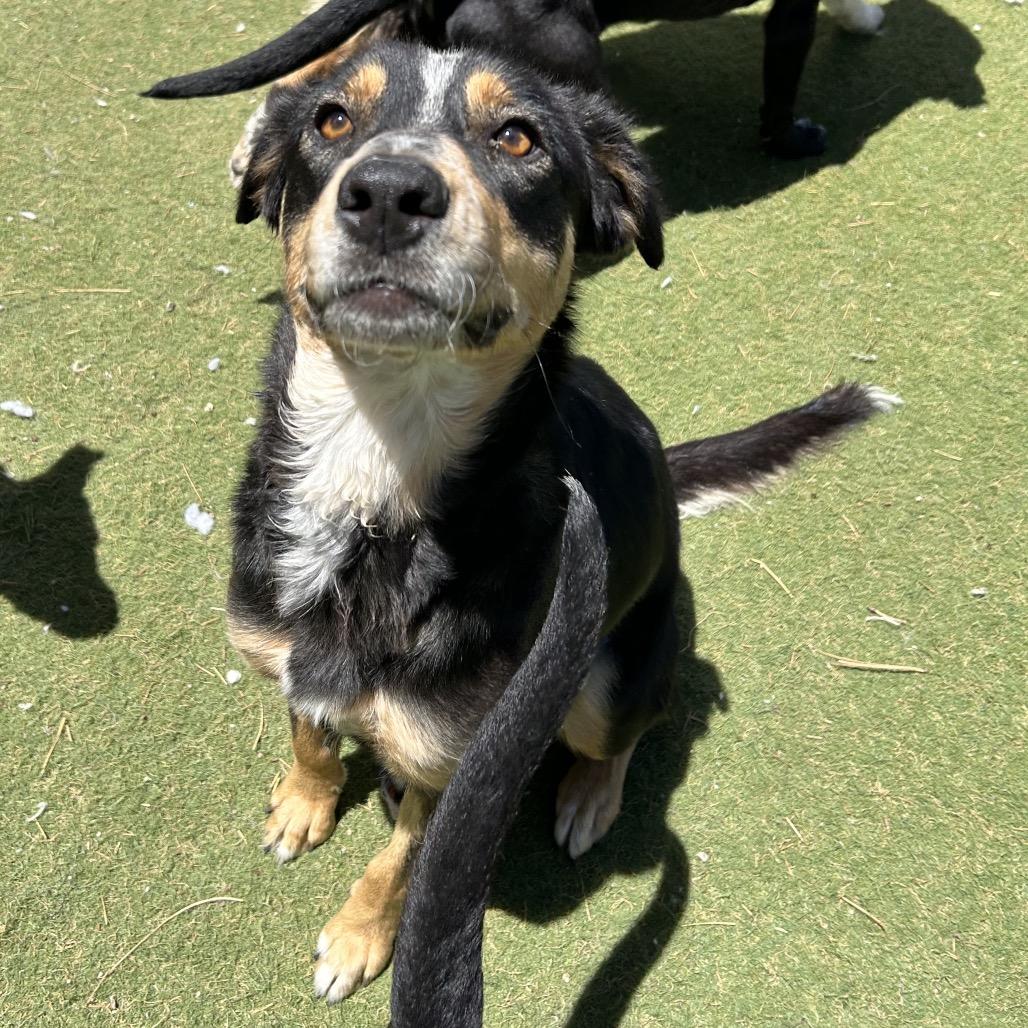 Enlarge Bella - in foster!, a Adoptable mixed breed in Flagstaff, AZ image 6/6