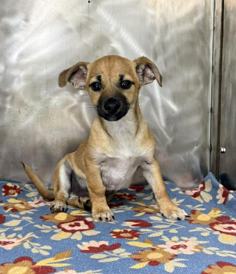 Pierus, adopted, Puppy Male Chihuahua.