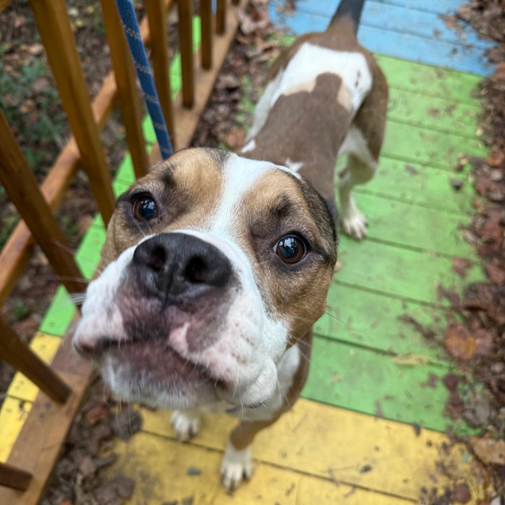 Enlarge Chuckie 3832, a Adoptable Mixed Breed in Columbus, GA image 1/6