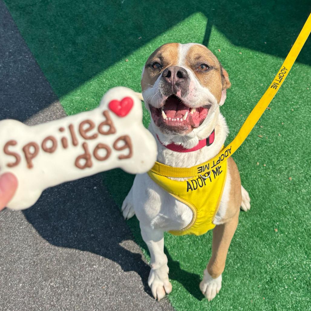 Chuckie 3832, a Adoptable Mixed Breed in Columbus, GA image 2/6