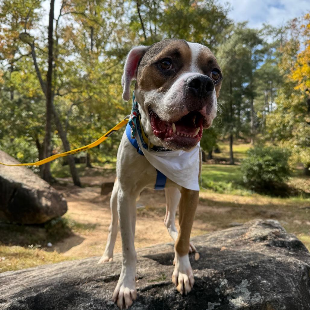 Chuckie 3832 — thumbnail 2