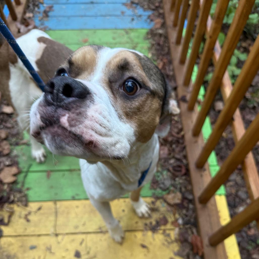 Enlarge Chuckie 3832, a Adoptable Mixed Breed in Columbus, GA image 2/6