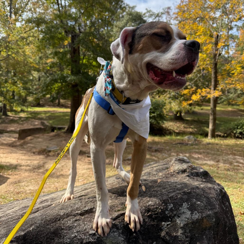 Enlarge Chuckie 3832, a Adoptable Mixed Breed in Columbus, GA image 3/6