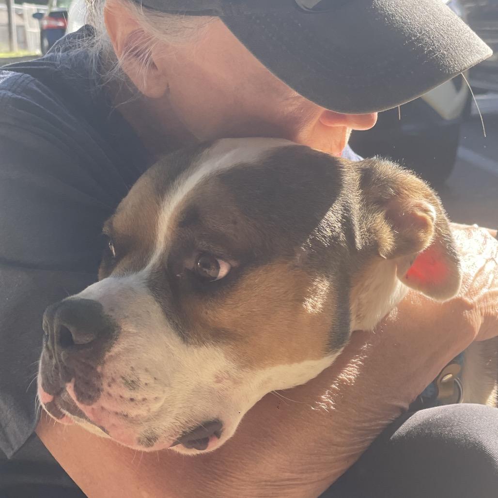 Enlarge Chuckie 3832, a Adoptable Mixed Breed in Columbus, GA image 4/6