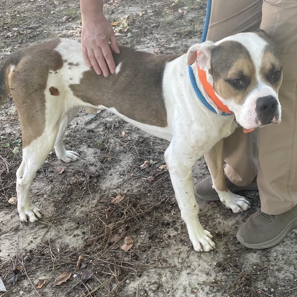 Enlarge Chuckie 3832, a Adoptable Mixed Breed in Columbus, GA image 5/6