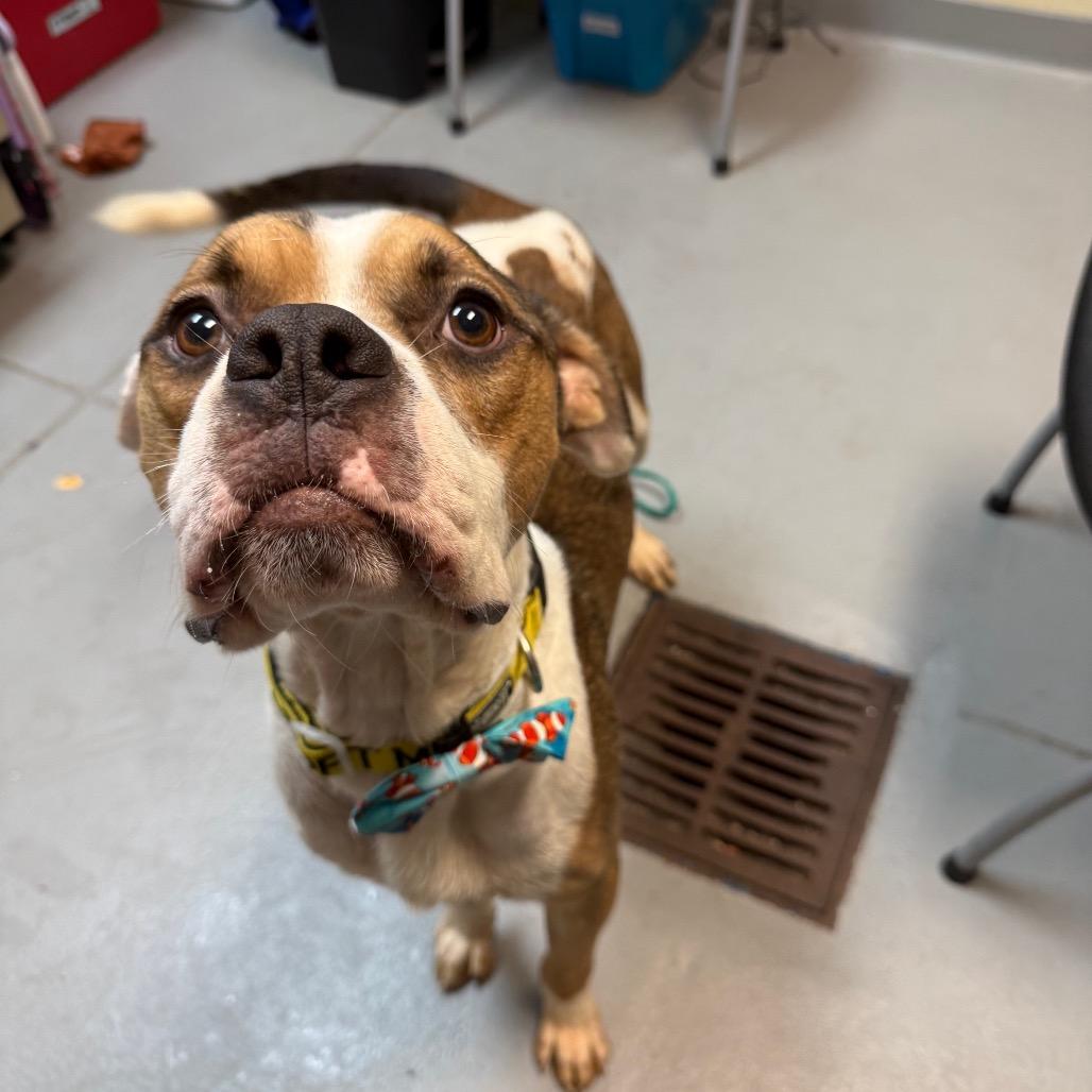 Enlarge Chuckie 3832, a Adoptable Mixed Breed in Columbus, GA image 6/6