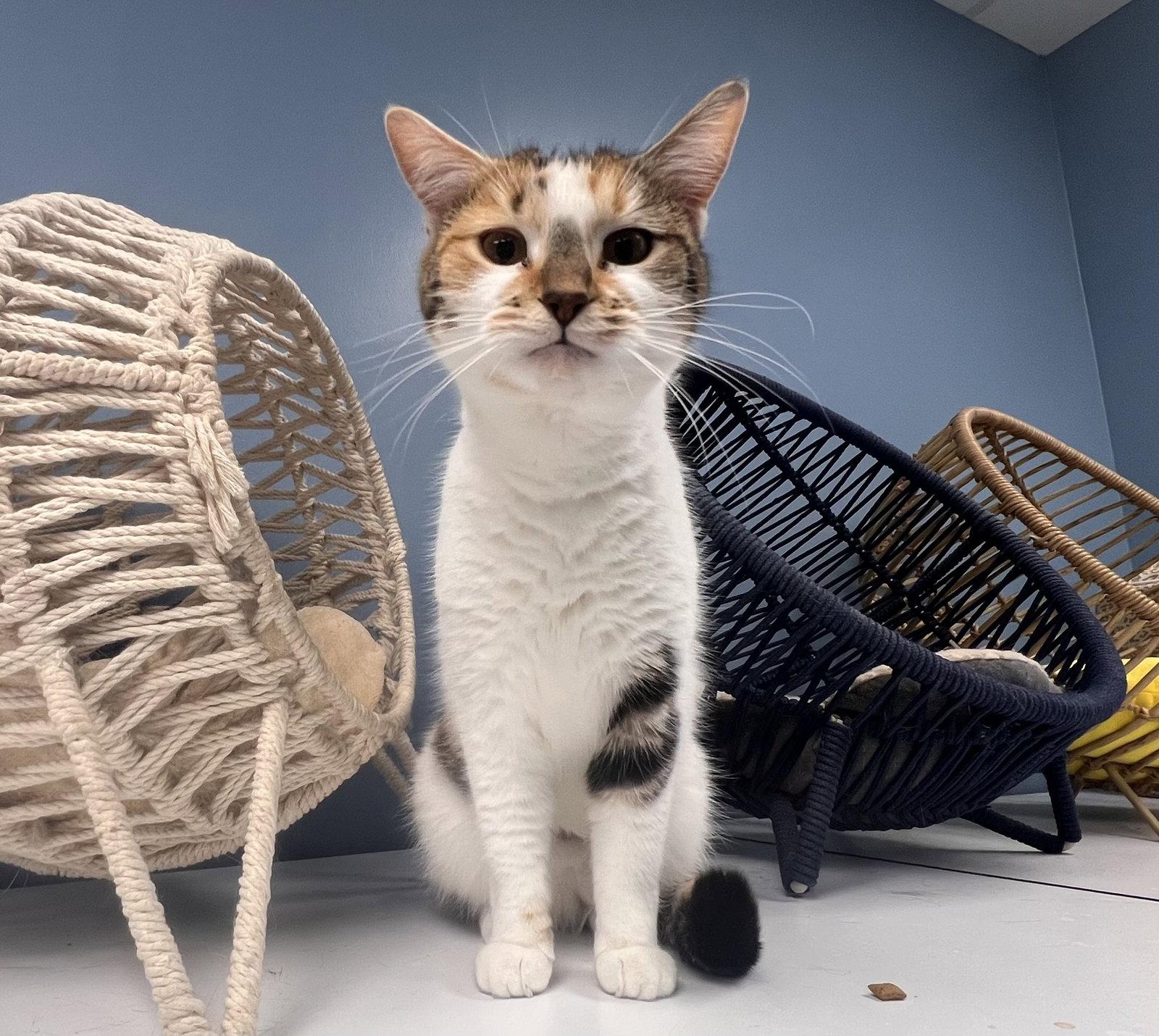 Enlarge Angel - Must Apply in Person !, a Adoptable mixed breed in Georgetown, KY image 2/2