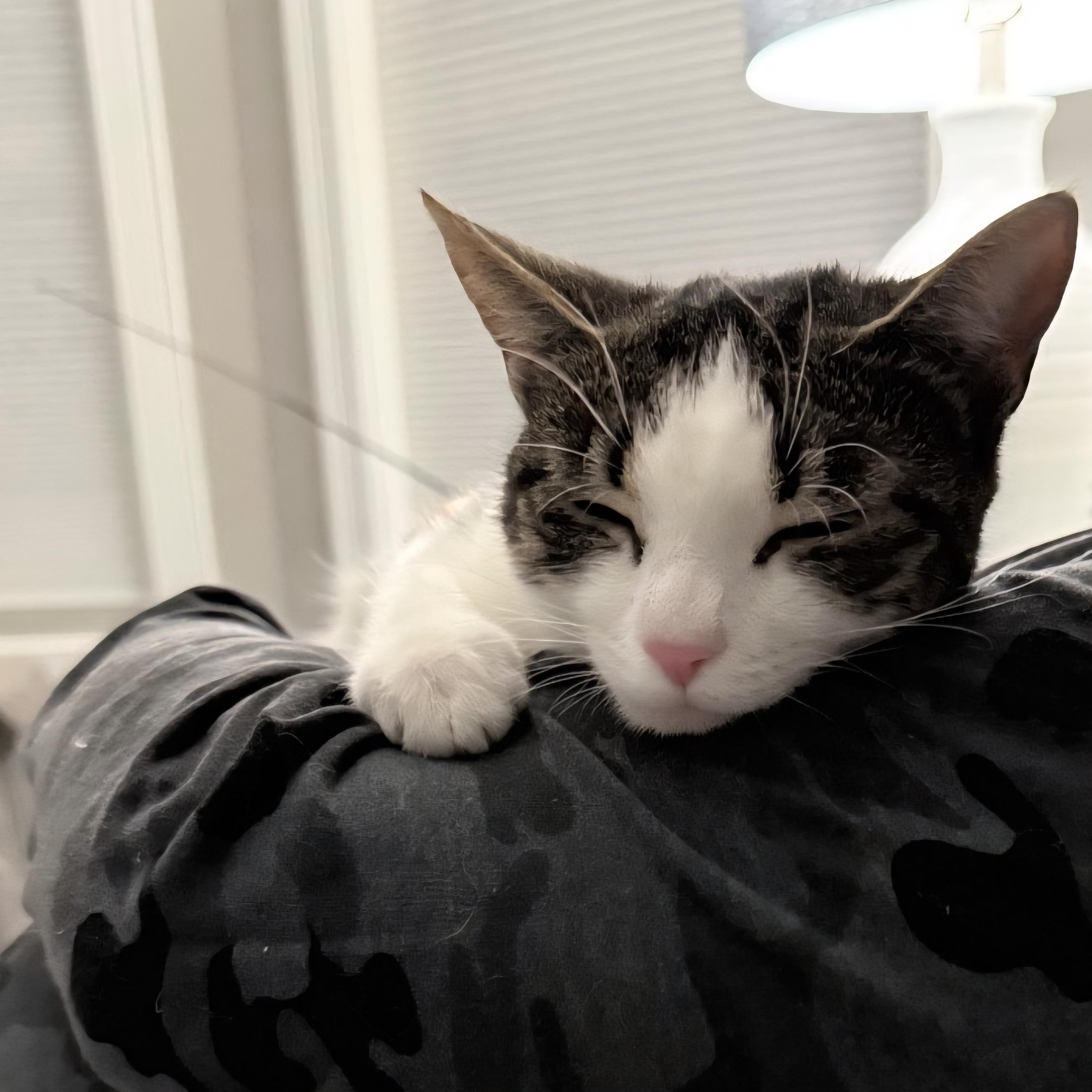 Enlarge Missy, a Adoptable Domestic Short Hair in Staten Island, NY image 1/3