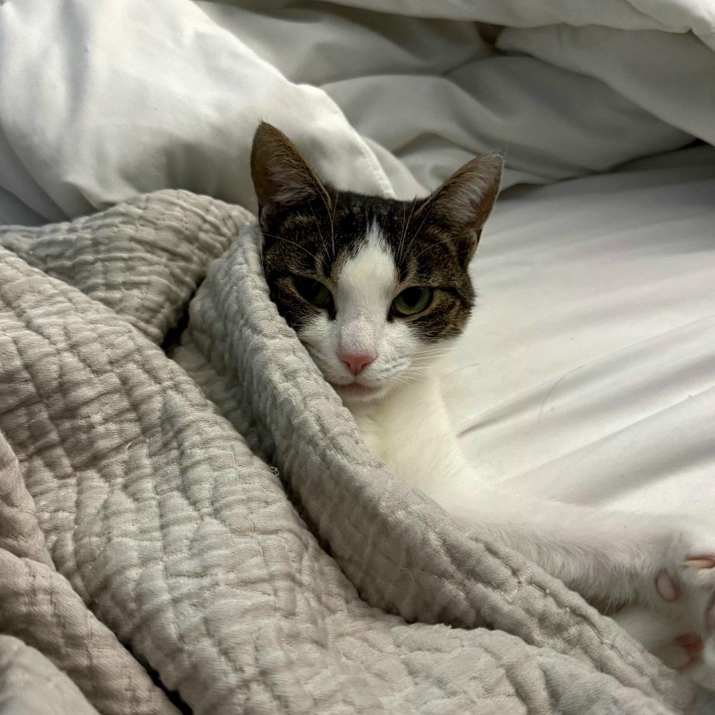 Enlarge Missy, a Adoptable Domestic Short Hair in Staten Island, NY image 2/3