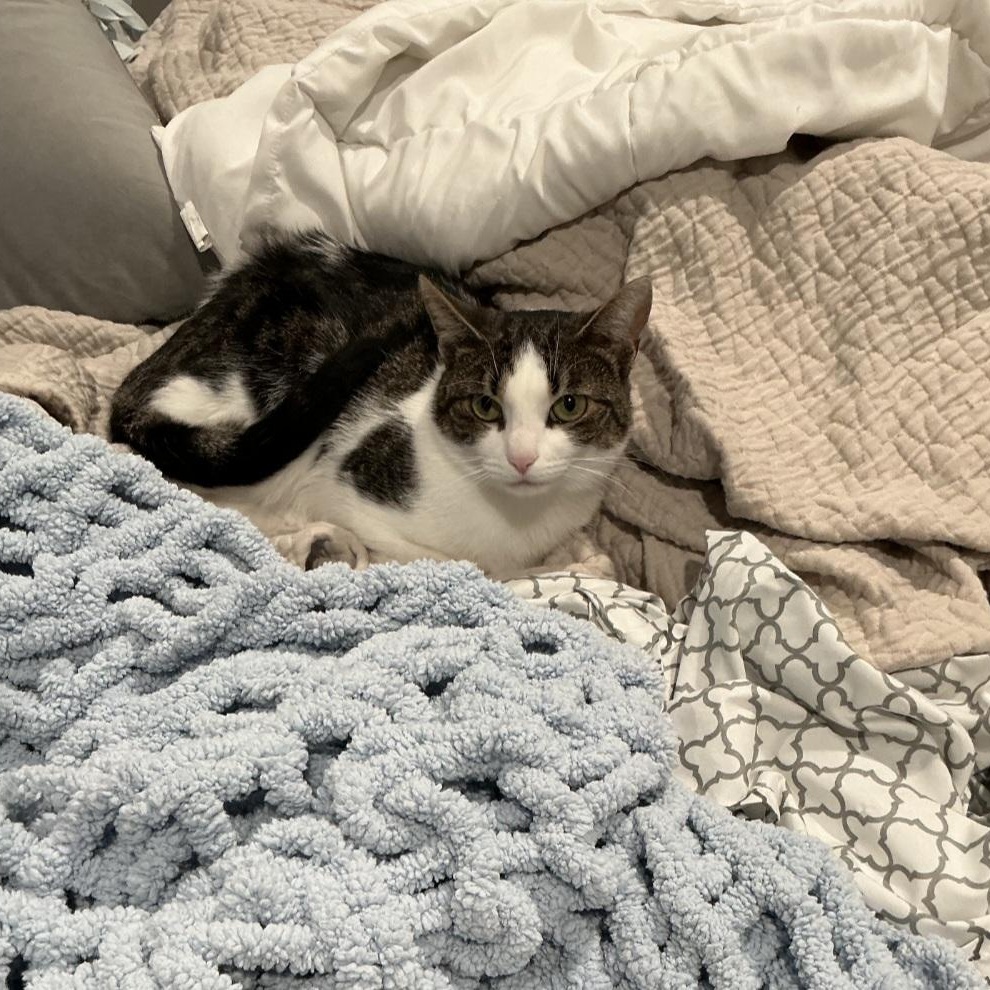 Enlarge Missy, a Adoptable Domestic Short Hair in Staten Island, NY image 3/3