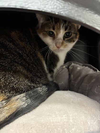 Larissa, Adoptable, Adult Female Domestic Short Hair & Domestic Short Hair.
