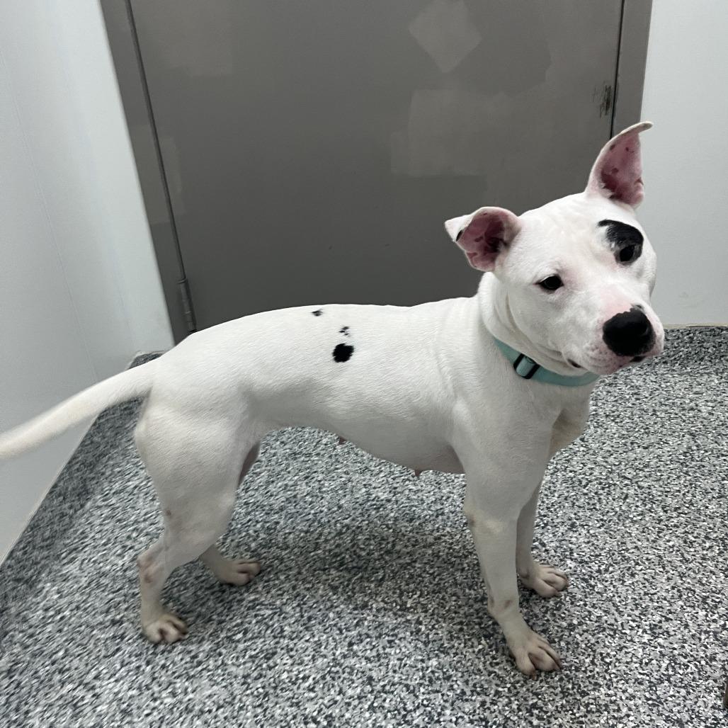 Halsey, Adoptable, Adult Female Terrier.