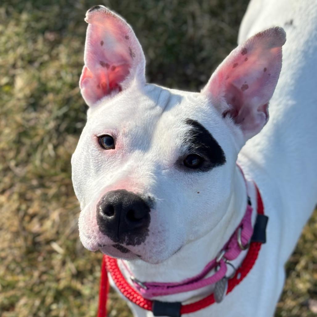 Enlarge Halsey, a Adoptable mixed breed in Brookfield, WI image 1/1
