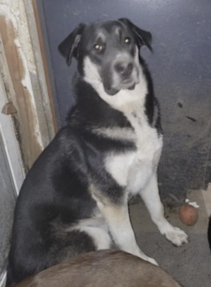 Enlarge Bradach, a Adoptable mixed breed in Billings, MT image 3/6