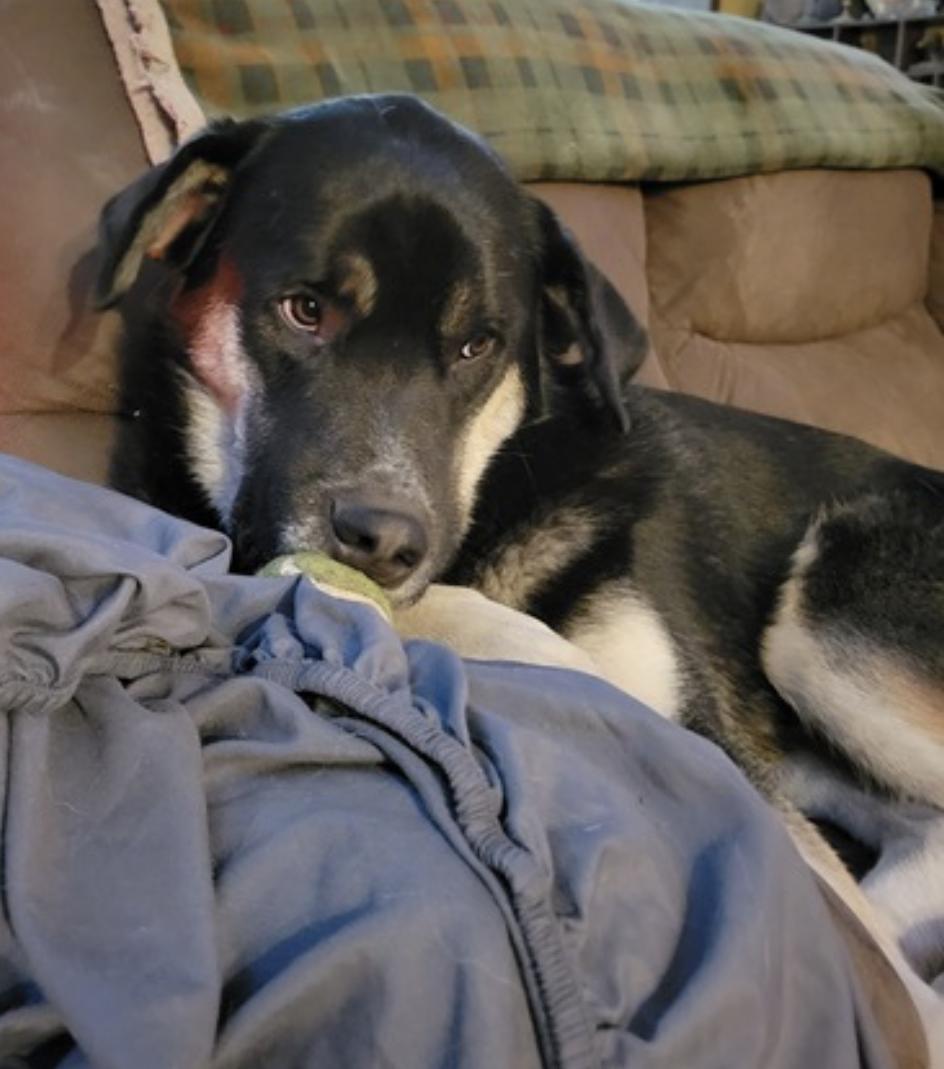 Enlarge Bradach, a Adoptable mixed breed in Billings, MT image 2/6
