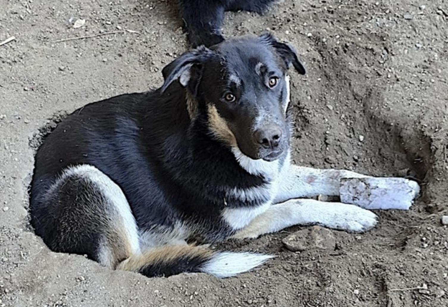 Enlarge Bradach, a Adoptable mixed breed in Billings, MT image 5/6