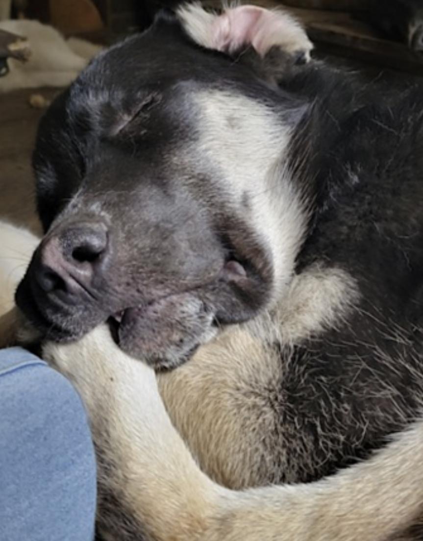 Enlarge Bradach, a Adoptable mixed breed in Billings, MT image 4/6