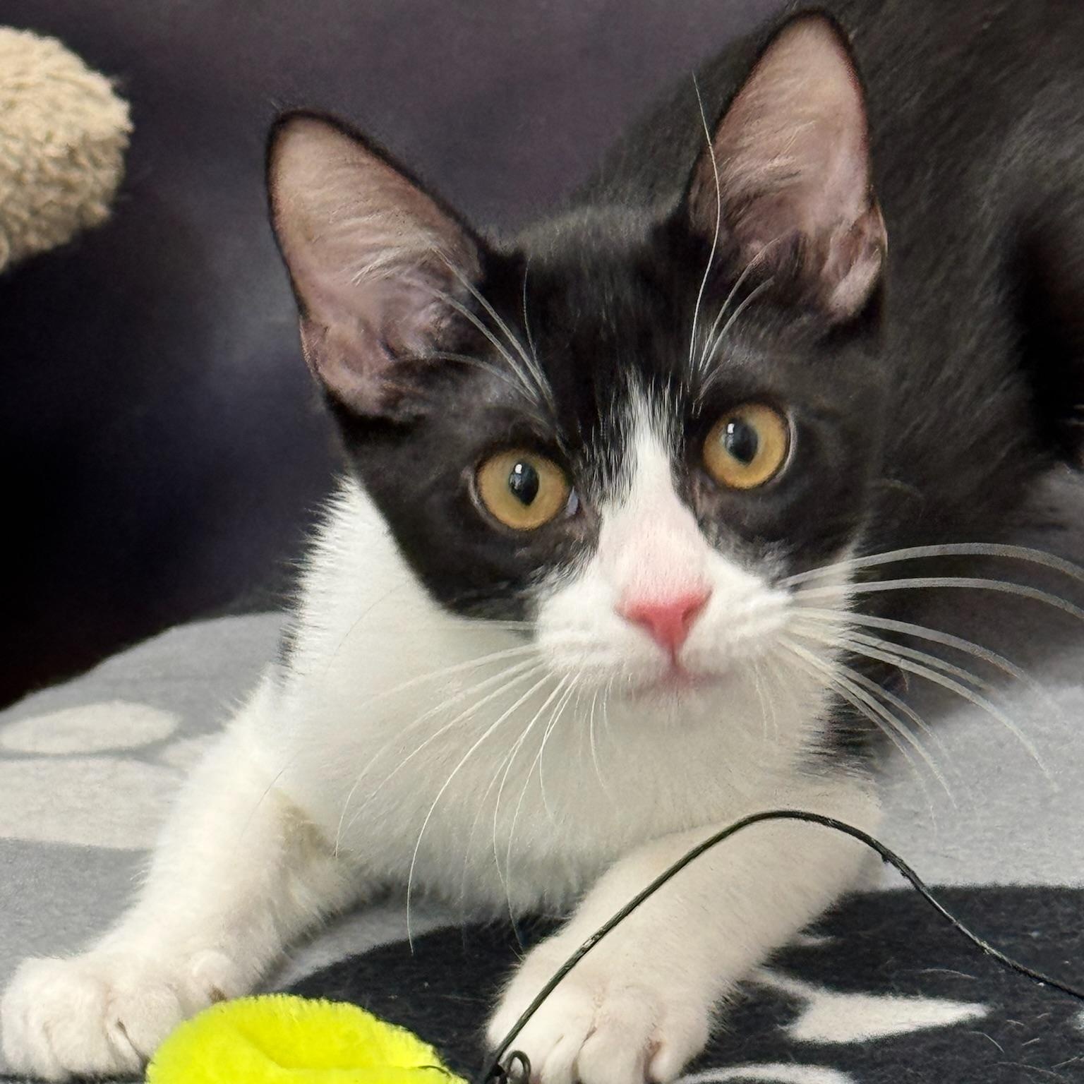 Enlarge Charity, an adoptable Domestic Short Hair in Oldsmar, FL image 5/5