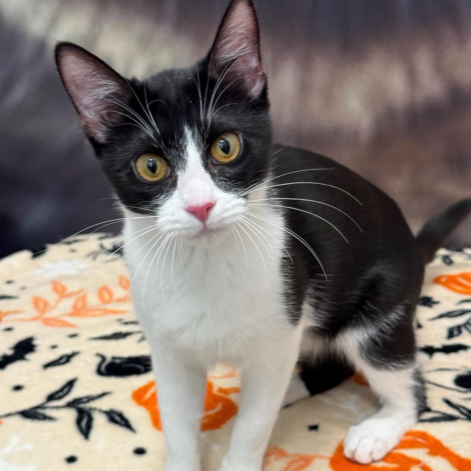 Enlarge Charity, an adoptable Domestic Short Hair in Oldsmar, FL image 1/5