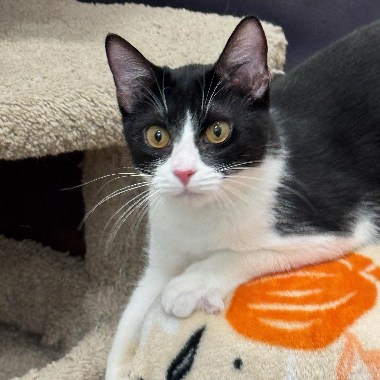 Enlarge Charity, an adoptable Domestic Short Hair in Oldsmar, FL image 2/5