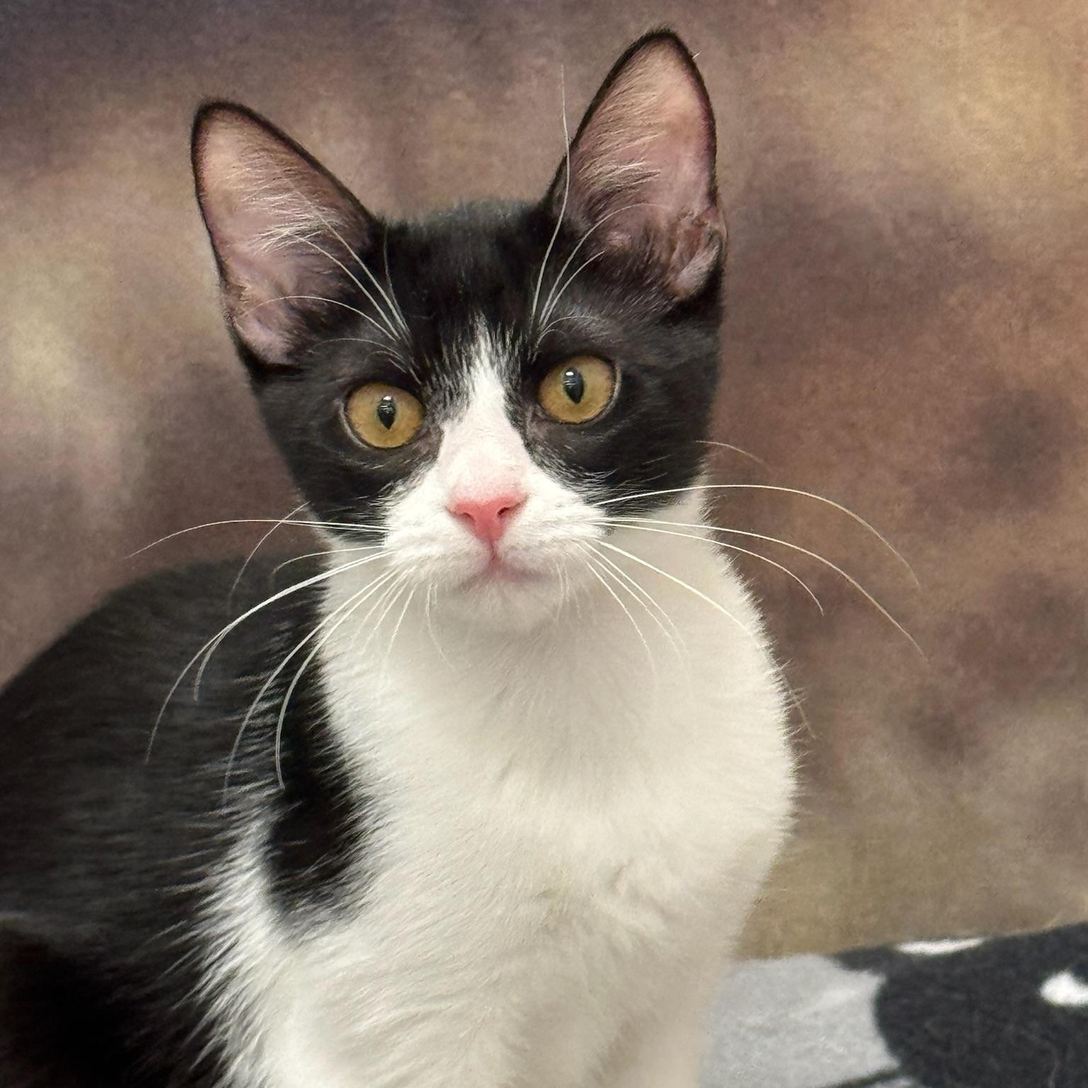 Enlarge Charity, an adoptable Domestic Short Hair in Oldsmar, FL image 3/5