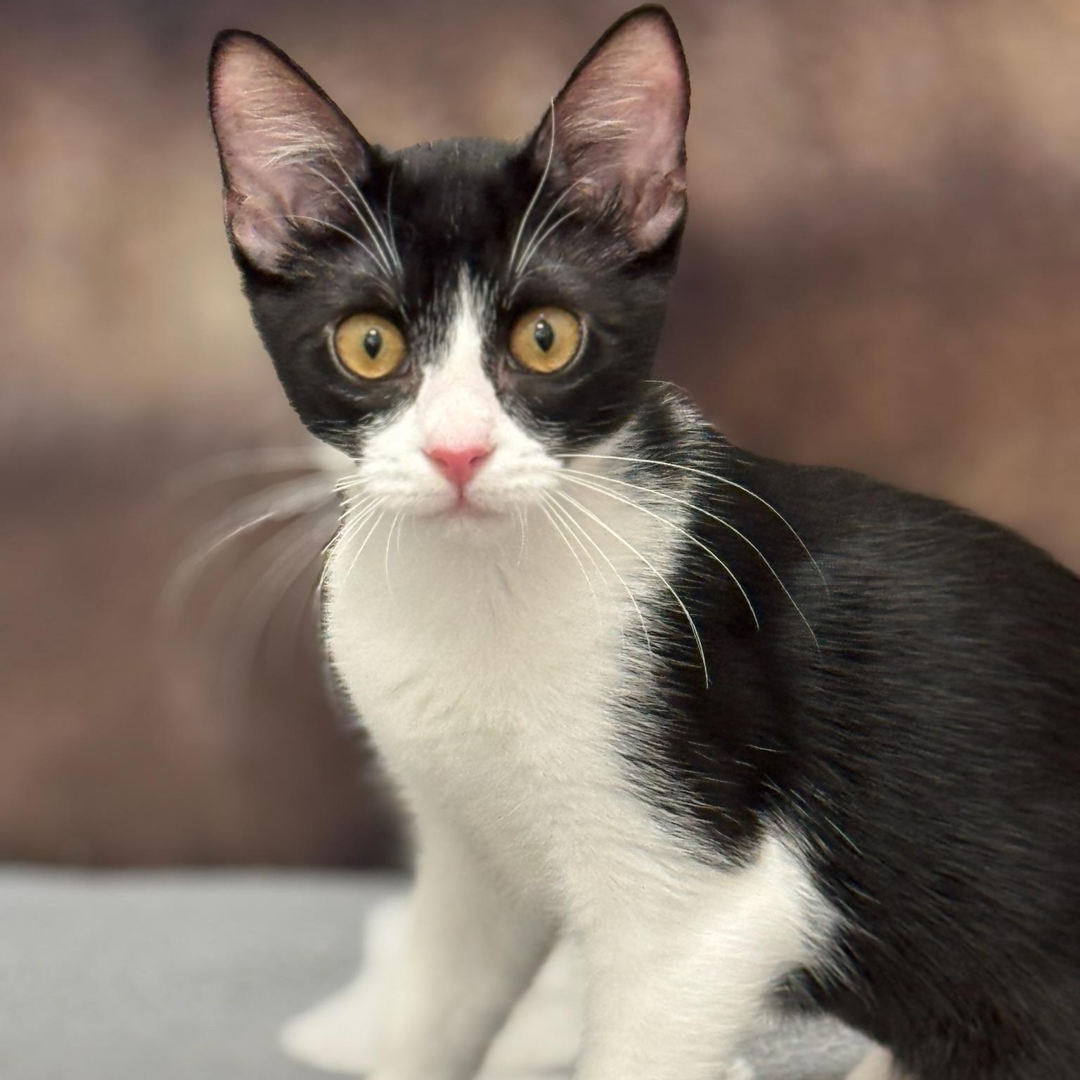 Enlarge Charity, an adoptable Domestic Short Hair in Oldsmar, FL image 4/5