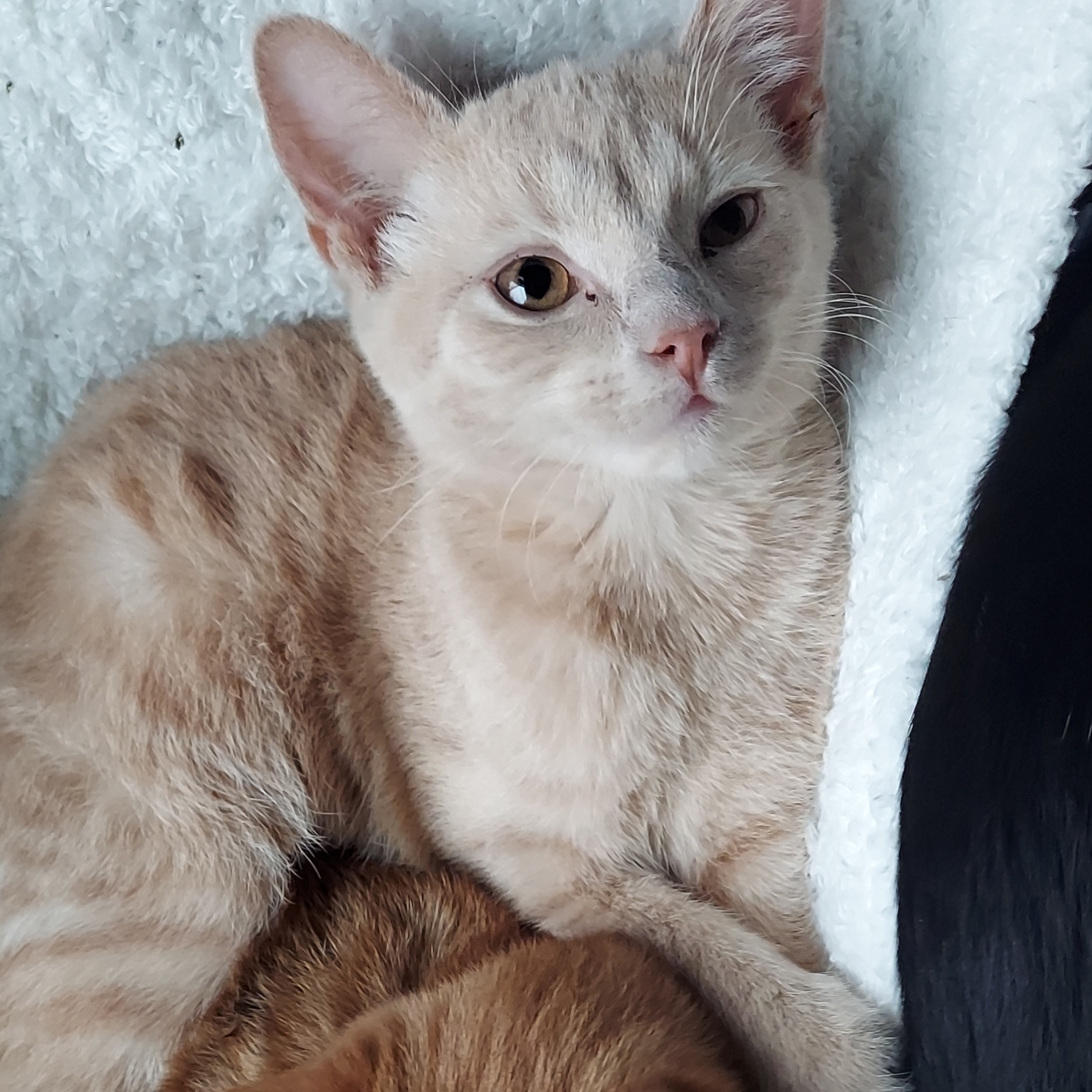 Enlarge Apricot, a Adoptable Domestic Short Hair in North Huntingdon, PA image 6/6