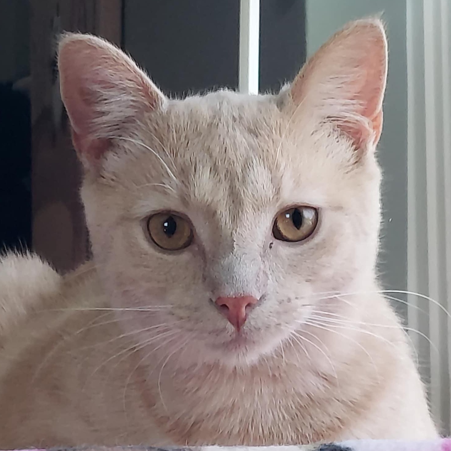 Enlarge Apricot, a Adoptable Domestic Short Hair in North Huntingdon, PA image 1/6