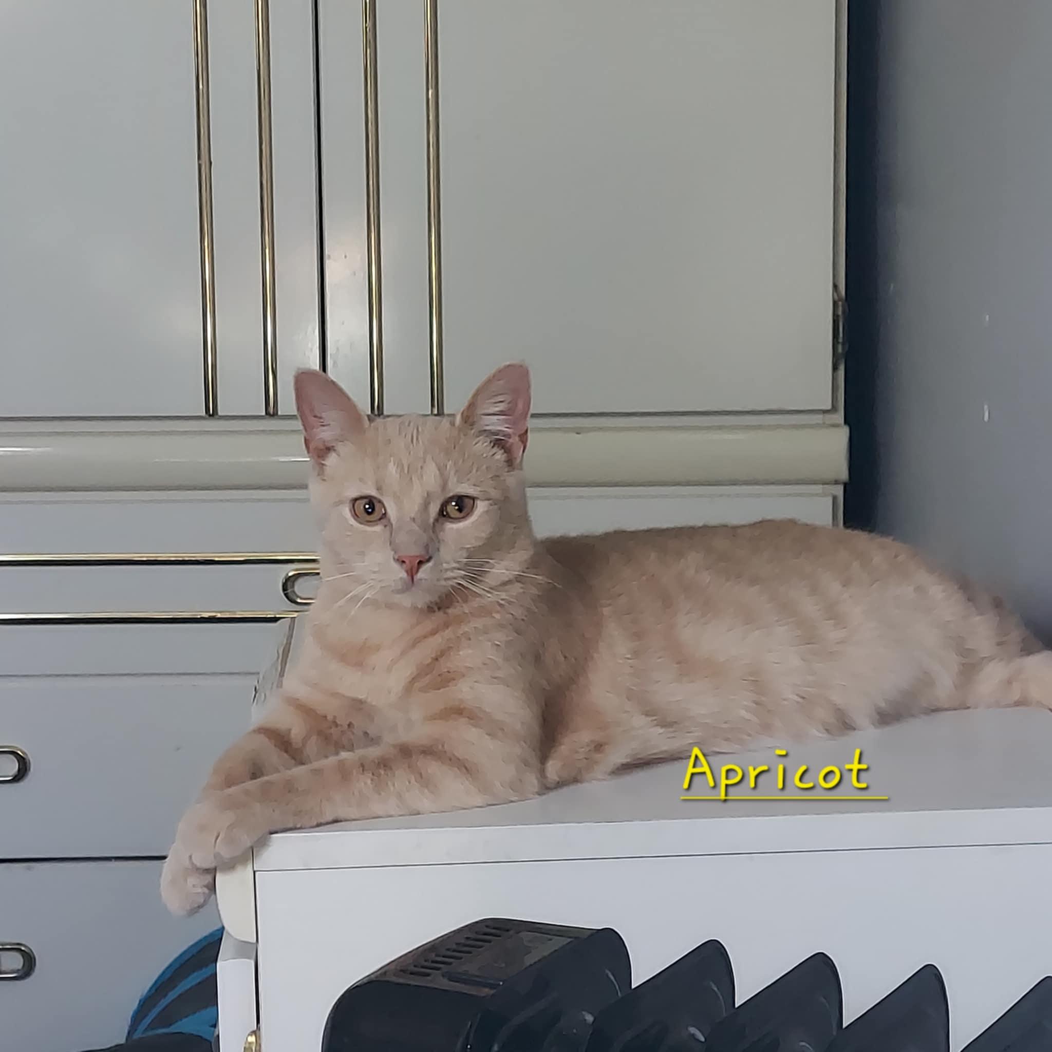 Enlarge Apricot, a Adoptable Domestic Short Hair in North Huntingdon, PA image 4/6