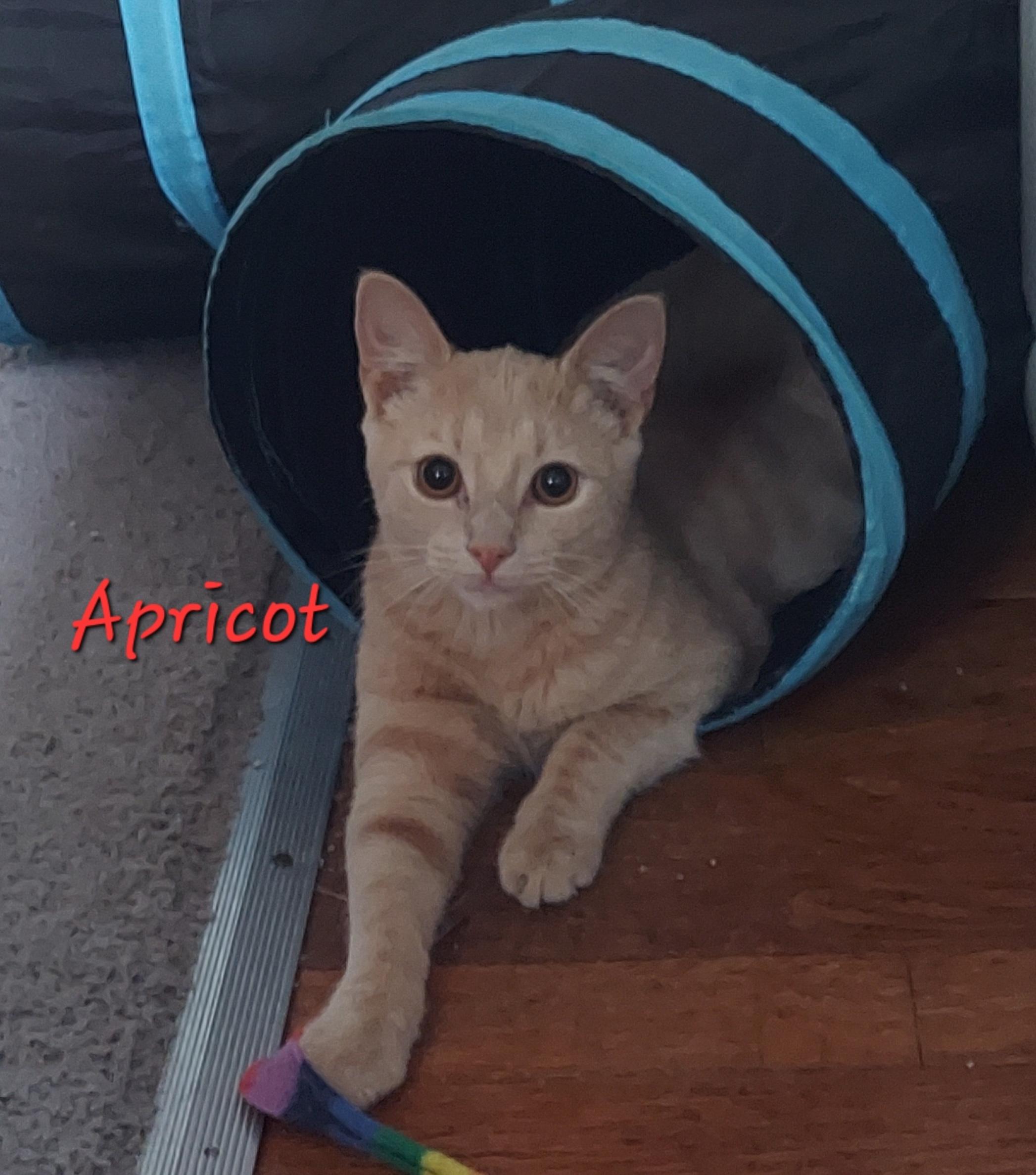 Enlarge Apricot, a Adoptable Domestic Short Hair in North Huntingdon, PA image 2/6